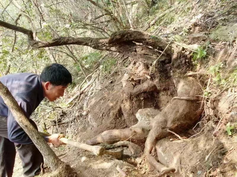 1762587626321140.jpg 野生葛根采挖圖jpg.jpg