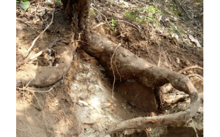 葛根粉：認(rèn)準(zhǔn) 10 年黃金期，拒絕 “年份噱頭”