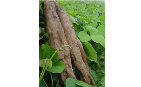 吃了這么多年的野生葛根粉，你吃對(duì)了嗎？