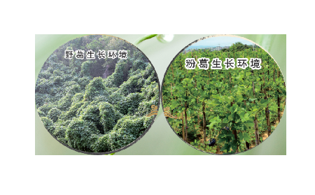 高學(xué)歷養(yǎng)生黨親測：這款雙有機野生葛根粉，憑什么成日常優(yōu)選？?