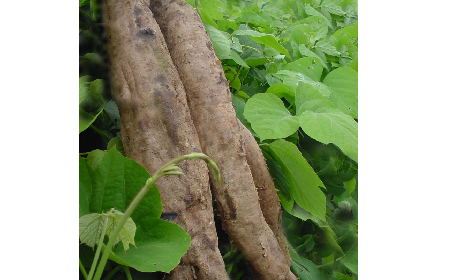 葛粉是什么？解鎖這份藏著千年文化與養(yǎng)生智慧的天然食材