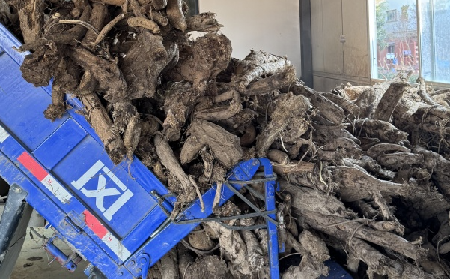 霜降采葛正當時！二月風大量收購霜降葛根，以匠心護品質(zhì)、以產(chǎn)業(yè)助增收