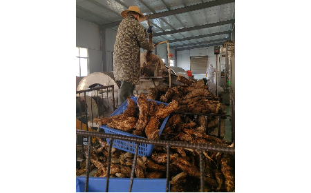 野生葛粉加工正當時，二月風匠心傳承好味道